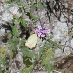 Abaeis mexicana