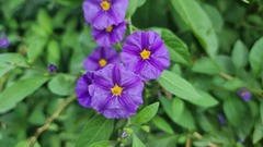Lycianthes rantonnetii