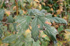 Podosphaera filipendulae