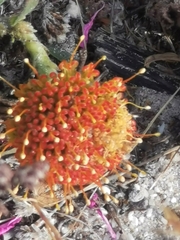 Leucospermum prostratum