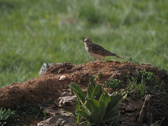 Alauda arvensis cantarella