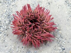 Lytechinus variegatus