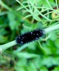 Spilosoma lubricipeda