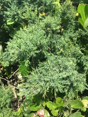 Widdringtonia nodiflora