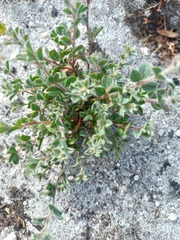 Indigofera glomerata