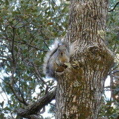 Sciurus arizonensis