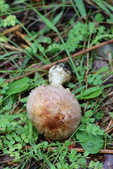 Agaricus semotus