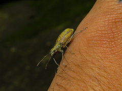 Curculionoidea