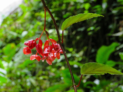 Begonia radicans