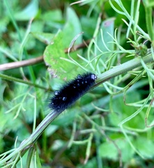 Spilosoma lubricipeda