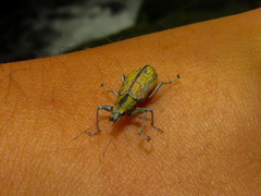 Curculionoidea