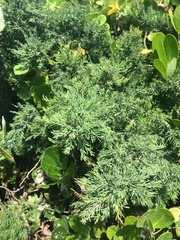 Widdringtonia nodiflora