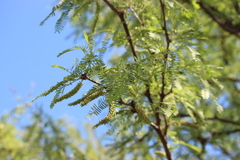 Prosopis alba