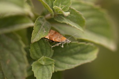 Choreutis
