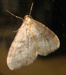 Operophtera bruceata