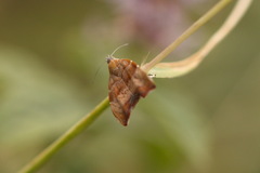 Choreutis
