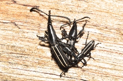 Claeoderes radulirostris mexicanus
