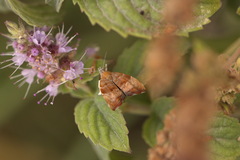 Choreutis