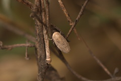 Curtara