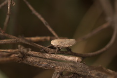 Curtara