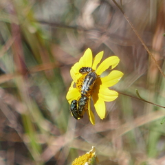 Acmaeodera amplicollis