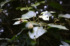 Amphilophium paniculatum