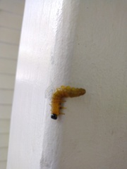 Macremphytus tarsatus