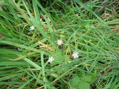 Stellaria graminea