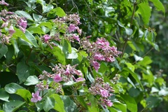 Fridericia chica