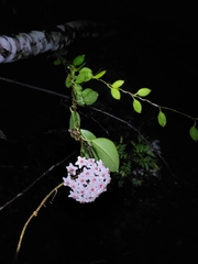 Hoya carnosa