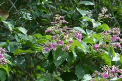 Fridericia chica