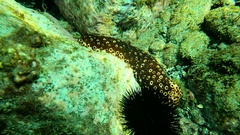 Holothuria sanctori