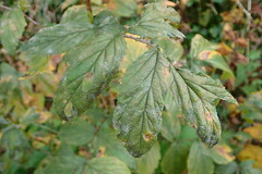 Podosphaera filipendulae