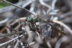 Gomphus pulchellus