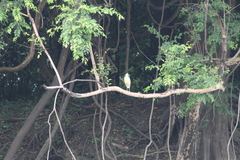 Pilherodius pileatus