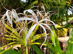 Crinum