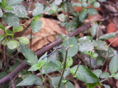 Hemistigma albipunctum