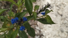 Stachytarpheta glabra