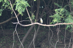 Pilherodius pileatus