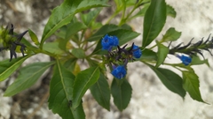 Stachytarpheta glabra