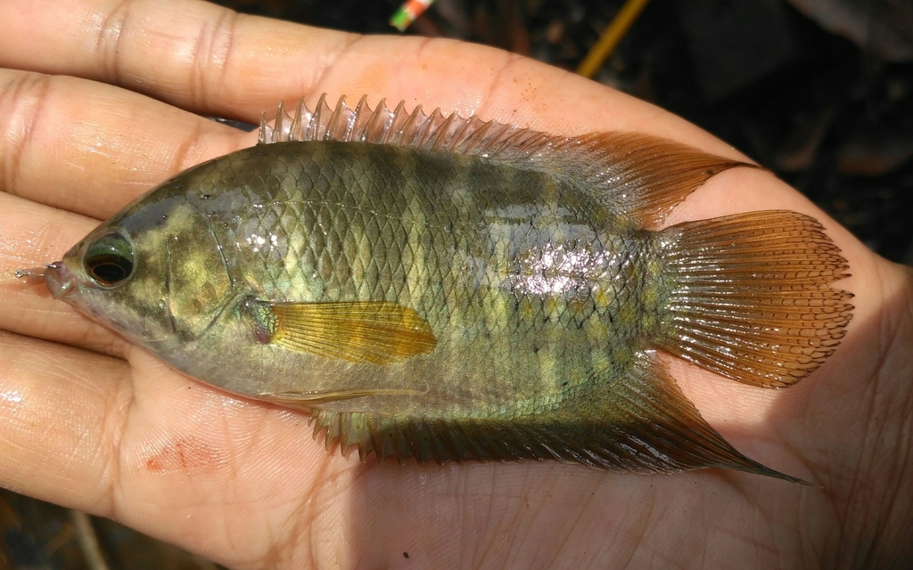 Java Combtail