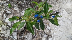 Stachytarpheta glabra