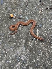 Storeria occipitomaculata