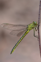 Gomphus pulchellus