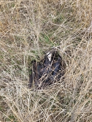 Corvus frugilegus