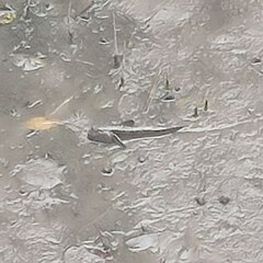 Periophthalmodon schlosseri