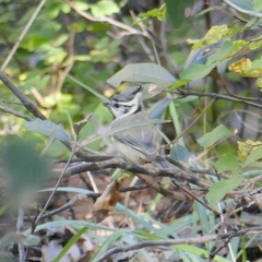 Baeolophus wollweberi