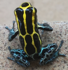 Ranitomeya variabilis