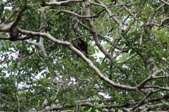 Alouatta seniculus