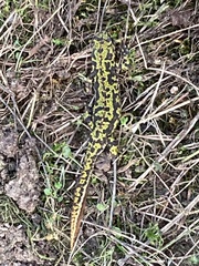 Triturus marmoratus